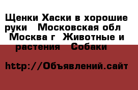 Щенки Хаски в хорошие руки - Московская обл., Москва г. Животные и растения » Собаки   